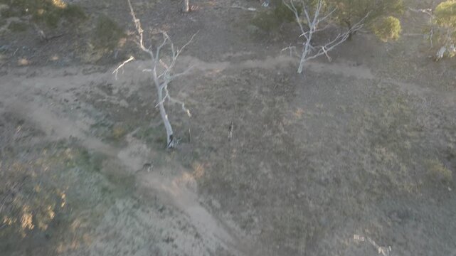 Fly over aerial drone Kangaroo Australia in alpine bush sunset field trees