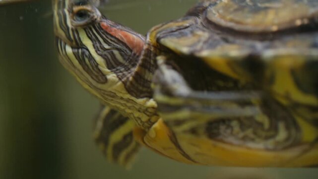 Macro view of a curious red eared slider turtle emerging from the water to take a breath, showing its detailed shell and claws. Red eared slider turtle swimming underwater in an aquarium