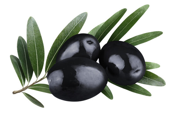 Group of ripe black olives with natural leafy olive twig, isolated on transparent cutout background