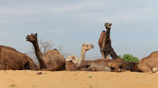Group of dromedary camels resting on sandy dunes under bright sunny sky in Thar desert of Rajasthan.