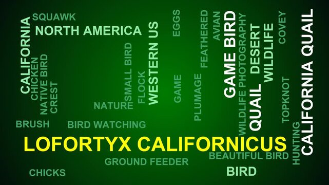Lofortyx Californicus Word Cloud