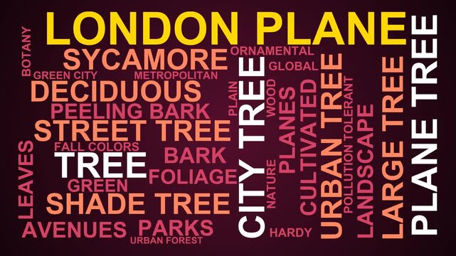 London Plane Word Cloud