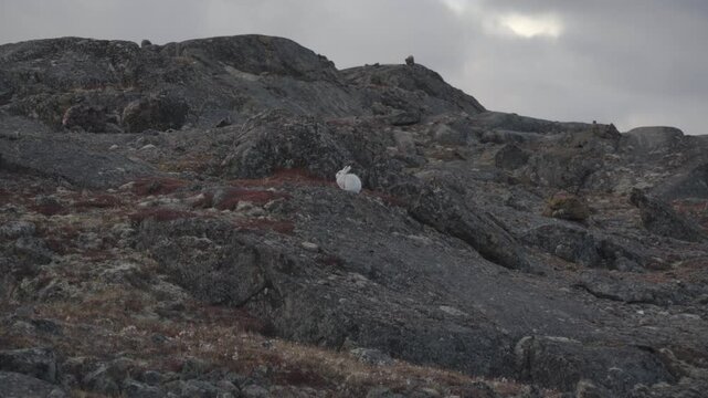 Telephoto ground camera shot showing a white Arctic hare resting completely motionless on granite rocks on tundra slope near Iqaluit