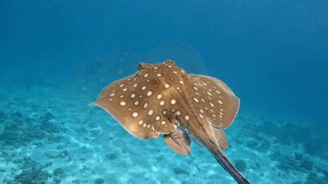 Freshwater Stingray Gliding Gracefully Through Clear Water, Underwater Wildlife Scene