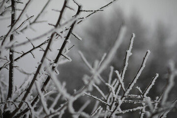 Obraz premium White snow on a bare tree branches on a frosty winter day, close up. Natural background. Selective botanical background.