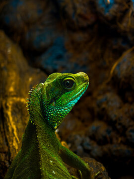 iguana on a tree