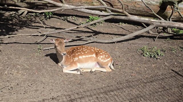 Closeup of a fallow deer resting in sunlight flicking its tail squinting and turning its head