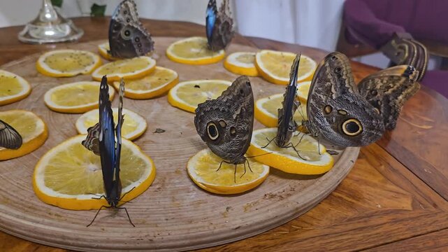 Caligo memnon butterflies feed on orange slices while resting almost motionless indoors