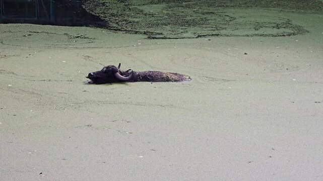 Bison bull relaxes in algae covered water on a sunny midday, moving calmly and chewing cud while cooling off