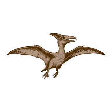 A dark gray vector silhouette of a pterodactyl flying in profile, featuring sharp wings and an elongated head crest, isolated on a clean white background.