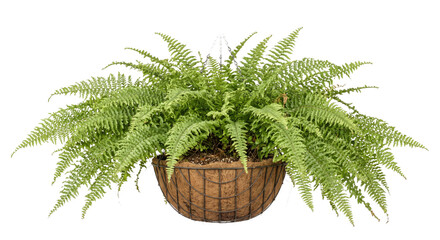 Lush green Boston fern plant with vibrant fronds hangs in a coir-lined metal basket against a clean white background © no one