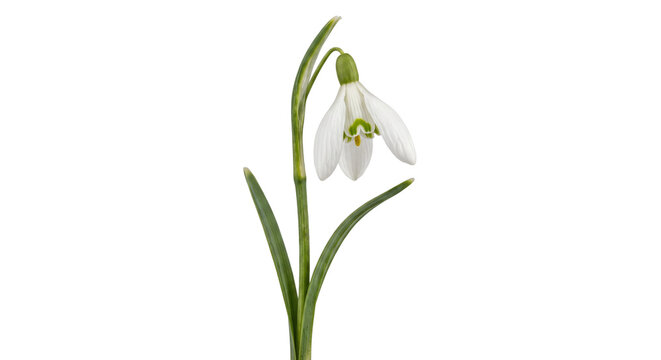 Delicate white snowdrop flower with green markings and stem, captured against a clean white background in bright studio light