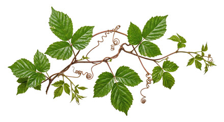 Fresh green blackberry leaves and winding tendrils are beautifully arranged on a white background, highlighting natural growth and vibrant foliage © no one