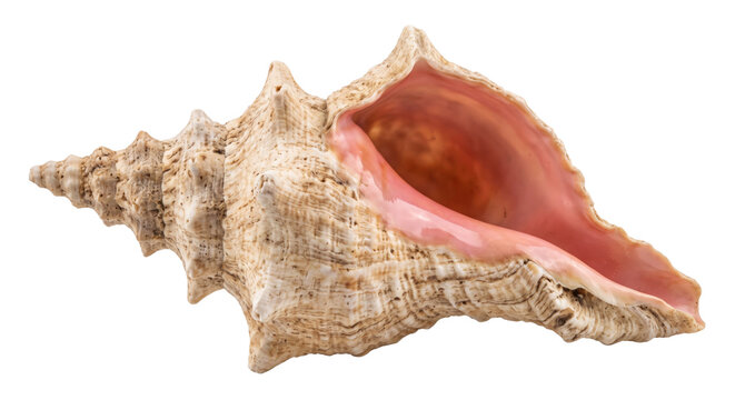 Large natural conch shell with a textured beige exterior and a smooth pink interior is isolated on a white background