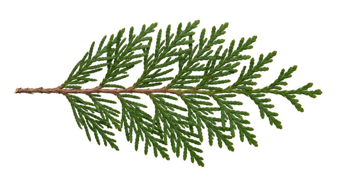 Single vibrant green cedar branch with flat, scale-like leaves is isolated against a clean white background