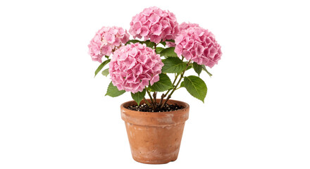 Obraz premium Beautiful vibrant pink hydrangea flowers in a rustic terracotta pot, showcasing lush green leaves against a clean white background