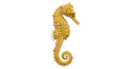 Beautiful yellow seahorse with intricate textures and a curled tail is isolated on a clean white background © no one