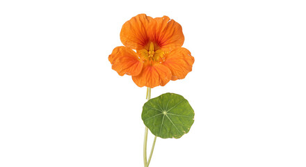 Obraz premium Vibrant orange nasturtium flower with a single green leaf and stem, captured in a studio shot against a clean white background