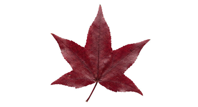 Single vibrant red autumn leaf with distinct pointed lobes and visible veins, isolated on a clean white background