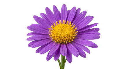 Obraz premium Vibrant purple aster flower with a bright yellow center and delicate petals is beautifully isolated on a clean white background