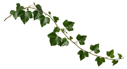 Long, vibrant green ivy vine with multiple leaves gracefully curves across a clean white background © no one
