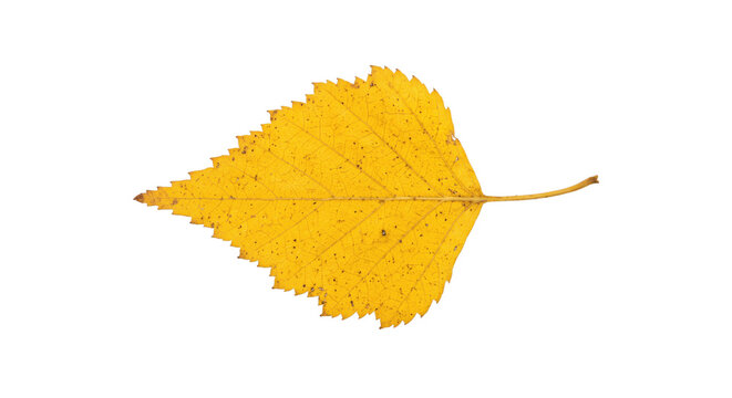 Vibrant yellow birch leaf, displaying its intricate vein structure and serrated edges, is isolated on a clean white background