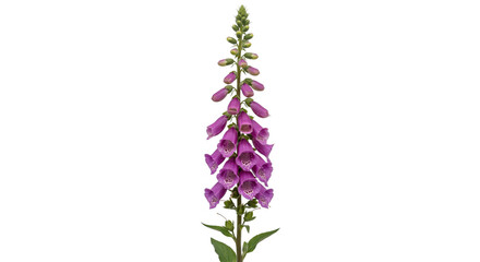 Vibrant purple foxglove flower stalk with many bell-shaped blossoms and green buds stands tall against a clean white background © no one