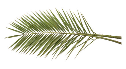 Single fresh green palm leaf with sharp fronds and a thorny stem is isolated on a clean white background © no one