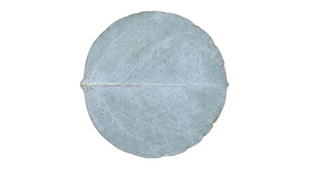 Single eucalyptus leaf, with its distinctive silvery-green color and visible veins, is isolated against a clean white background © no one