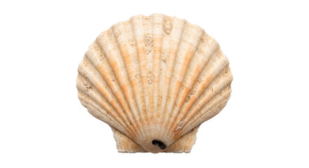 Single natural scallop seashell, light beige with subtle orange hues and textured ridges, isolated on a clean white background © no one