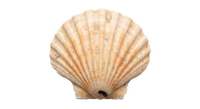 Single natural scallop seashell, light beige with subtle orange hues and textured ridges, isolated on a clean white background
