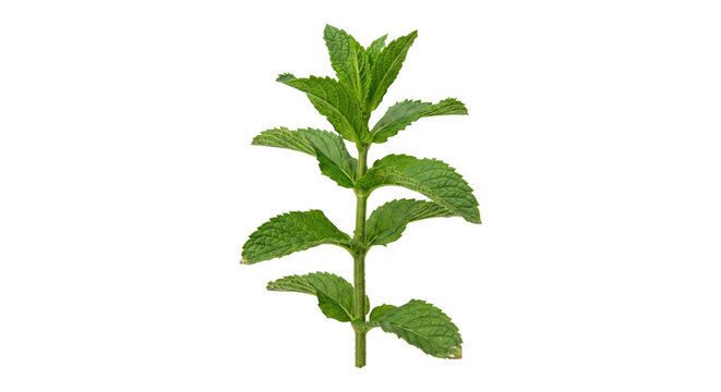 Fresh green mint sprig with vibrant leaves and a sturdy stem, captured against a clean white background