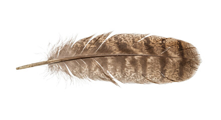 Single brown patterned bird feather with delicate fluffy barbs and a visible quill, isolated on a clean white background © no one