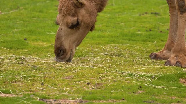 Dromedary Camel Bending Neck to Graze on Green Grass Field