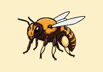 Fototapeta premium Fuzzy brown and orange striped bee with wings
