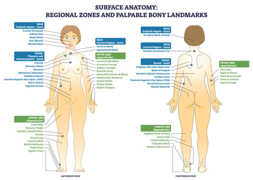 Surface anatomy regional zones illustrate a human body front and back with labeled palpable bony landmarks, key objects, body figures, labels, markers. Outline diagram