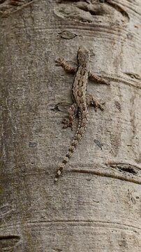 Camouflaged Gecko Resting Motionless on Textured Tree Trunk Bark