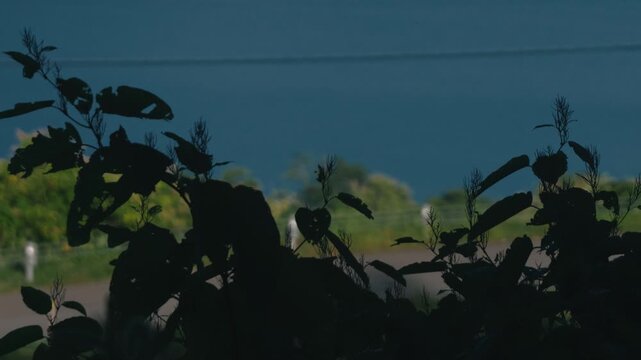 Deep blue lake viewed through silhouetted grass from the shade of trees overlooking a sloping road
