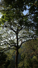 Fototapeta premium Silhouetted large tree branches and green foliage against a bright clear blue sky