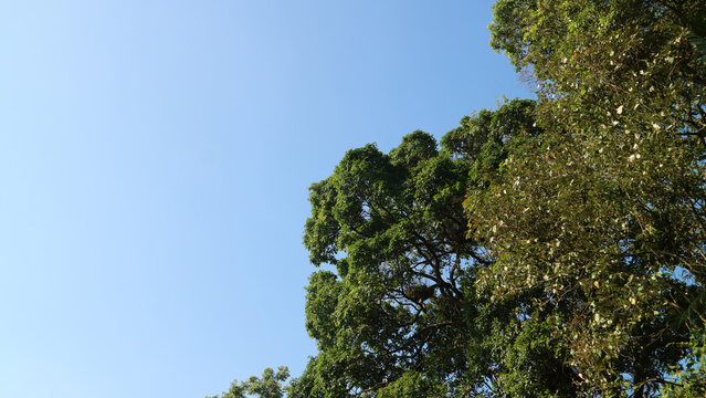 Lush green tree leaves against clear blue sky