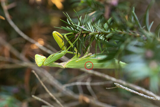 Praying mantis Hierodula tenuidentata, hiding on green leaf branch