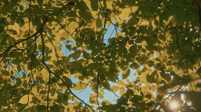 Through the lush green foliage, you can see the blue sky.