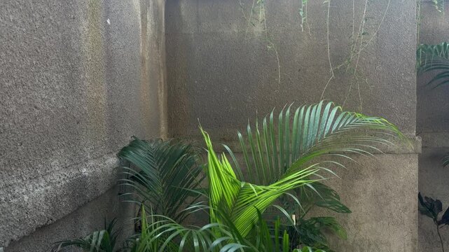 A green palm plant grows in a concrete corner. The wall is textured and weathered, creating a contrast with the vibrant foliage.