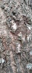 Fototapeta premium Mango Tree Trunk with Hard Rough Bark Surface