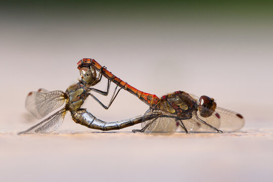 Mating Vagrant Darter Dragonflies (Sympetrum vulgatum) forming a mating wheel heart shape, dragonfly insect, macro portrait.