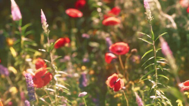 Colorful flowers bloom in a lush garden, bathed in the golden light of late afternoon. The scene is filled with life as bees flit joyfully among the petals.
