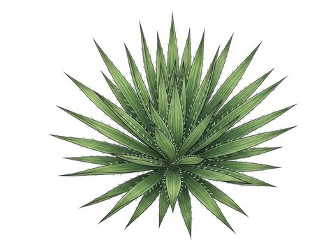Green agave plant with sharp leaves in center view
