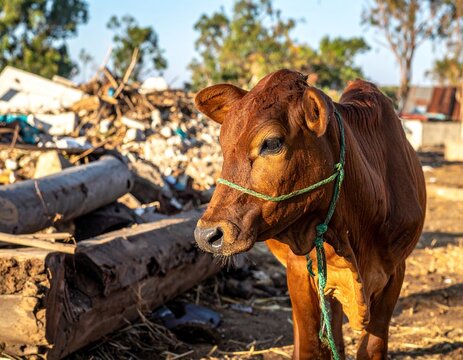 a brown cow 