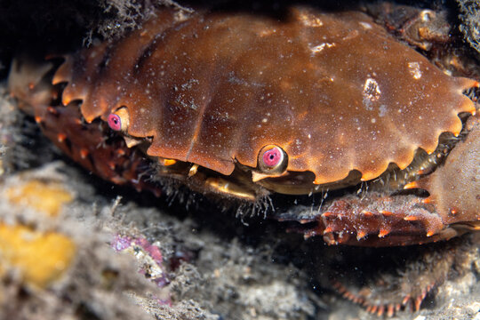 Eriphia sebana in Tufi fjords, Papua New Guinea