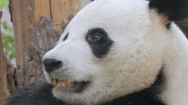 Giant panda bear chewing bamboo leaves in close up side profile while sitting outdoors.